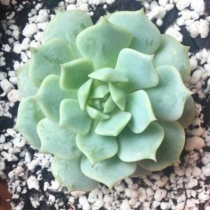 Meet your Posher, Selena